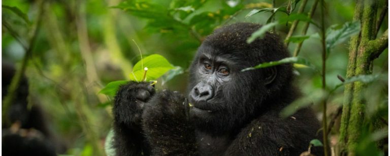 Serengeti & Gorilla safari