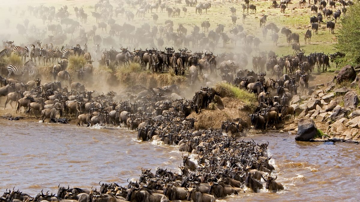 Serengeti Wonders