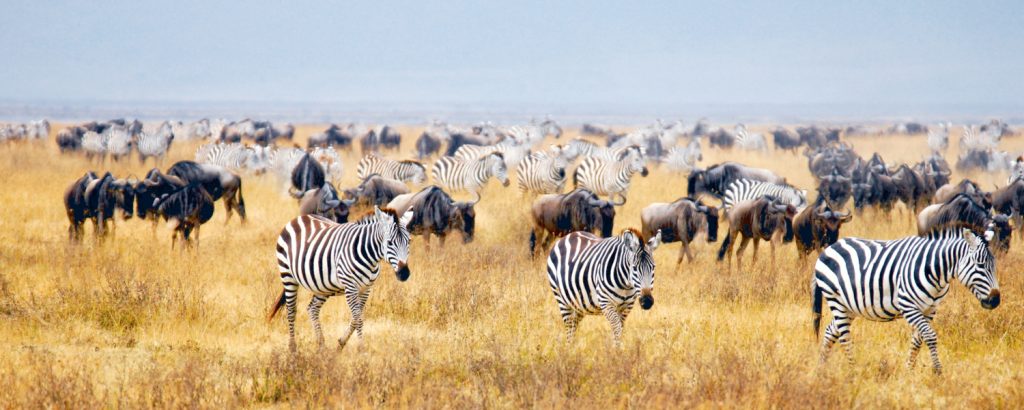 Kenya Tanzania Safari