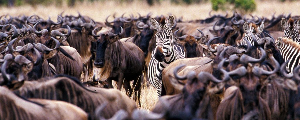 4 Days Serengeti Safari