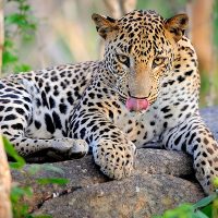 Leopard-1 Leopard-1