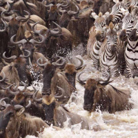 Migration of wildebeests via the Mara River Migration of wildebeests via the Mara River